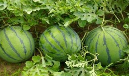 赶走所有吃瓜的人,驱逐吃瓜者的智慧之道