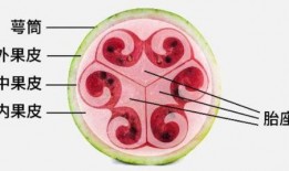 人本吃瓜众,揭秘网络时代的围观文化