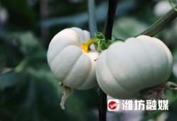 潍坊凳子吃瓜事件