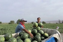 岚山吃瓜,夏日美食盛宴