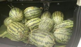 潍坊凳子吃瓜事件