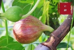 翰林吃瓜,揭秘宫廷中的闲言碎语