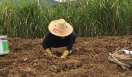 回家吃自己家种的瓜,瓜熟蒂落，家的味道