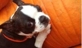 狗吃丰收瓜,田园生活乐无边