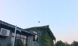 柳州楼叔吃瓜,揭秘吃瓜背后的故事与趣味