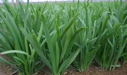 吃瓜不能吃韭菜嘛,为何韭菜不宜与瓜类同食