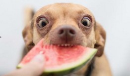 狗可以吃瓜不,瓜类新宠物的健康选择