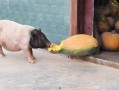 猪可以吃瓜吗