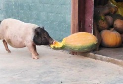 猪可以吃瓜吗