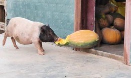 猪可以吃瓜吗