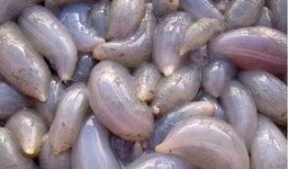 地瓜吃瓜视频,揭秘地瓜界的趣味生活