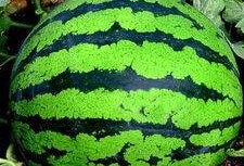 小孩吃西瓜看瓜图片,小家伙看瓜图鉴，西瓜世界里的纯真时光