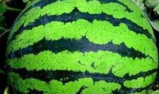 小孩吃西瓜看瓜图片,小家伙看瓜图鉴，西瓜世界里的纯真时光