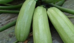 小角瓜可以呛着吃吗,挑战味蕾的新尝试