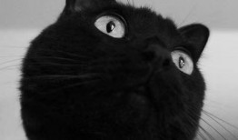 黑猫吃瓜头像女,女生视角下的趣味生活