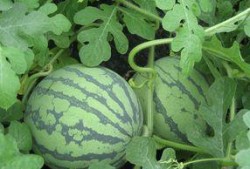 孕妇可以吃蜜露瓜吗