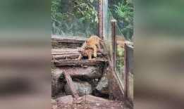 小熊猫吃瓜老虎