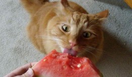 猫咪可以吃雪梨瓜吗,雪梨瓜的适宜性探讨