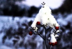 吃瓜的雪落,一场别开生面的吃瓜盛宴