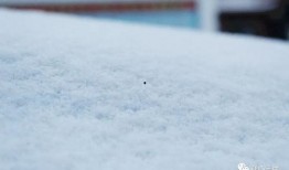 吃瓜的雪落,一场别开生面的吃瓜盛宴