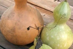 葫芦瓜都怎么吃,解锁健康美味新体验