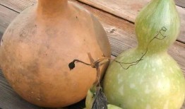 葫芦瓜都怎么吃,解锁健康美味新体验