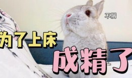 娱乐吃瓜兔,揭秘娱乐圈那些不为人知的幕后故事