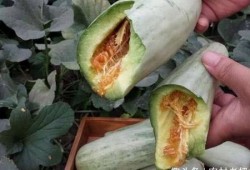 怀孕可以吃白皮瓜吗,白皮瓜的适宜食用与注意事项