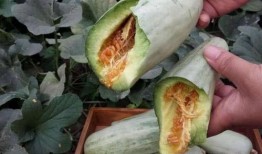 怀孕可以吃白皮瓜吗,白皮瓜的适宜食用与注意事项