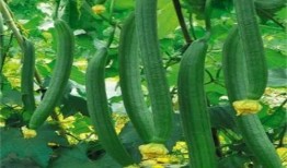 吃瓜恶心的瓜评论最高,吃瓜恶心的瓜，背后真相令人咋舌