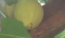 山鼠吃佛手瓜吗,揭秘它们对佛手瓜的喜爱之谜