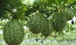 吃瓜特写图片,揭秘吃瓜特写下的视觉盛宴