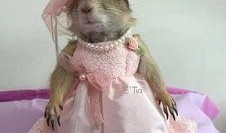 吃土瓜的土拨鼠,土拨鼠的土瓜奇遇记