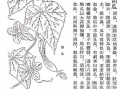 古代吃瓜心声,探寻古代百姓的消夏心声