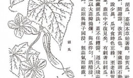 古代吃瓜心声,探寻古代百姓的消夏心声