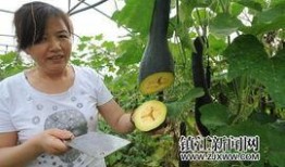 镇江吃瓜,一瓜在手，尽享夏日清凉