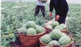 表示自己吃瓜文化