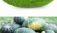 面瓜怎么吃啊,探索面瓜的多样美味