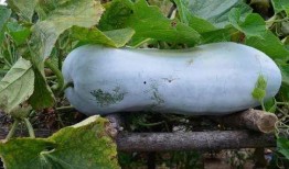 什么瓜全身可以吃,揭秘全身可食用的神奇瓜果