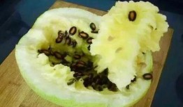 吃的籽瓜,探寻传统美食的独特魅力