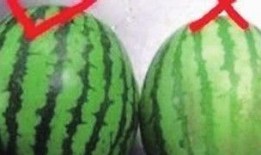 小圆瓜咋吃,解锁美味新境界