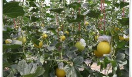 淮坊科技吃瓜,揭秘吃瓜背后的科技力量