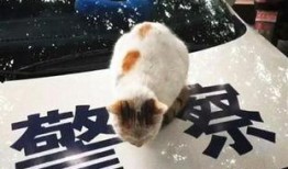 骗猫吃瓜群众,揭秘网络上的猫界“笑果”