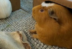 荷兰猪可以吃瓜,瓜类食材大推荐