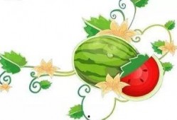 放马吃瓜,揭秘网络热词背后的趣味与思考