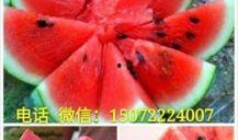 涂水镇吃瓜,一场别开生面的吃瓜盛宴