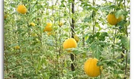 5月吃瓜汇总,盘点热点事件与幕后真相