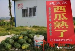 深河村吃瓜,瓜香四溢，共享丰收喜悦