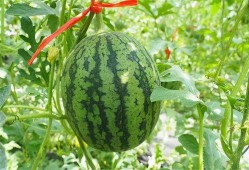 吃西瓜声控脆瓜,吃西瓜新潮流，脆响声中的夏日美味