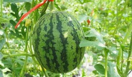 吃西瓜声控脆瓜,吃西瓜新潮流，脆响声中的夏日美味
